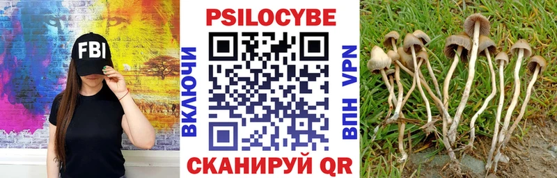 где можно купить наркотик Городище Псилоцибиновые грибы Psilocybine cubensis